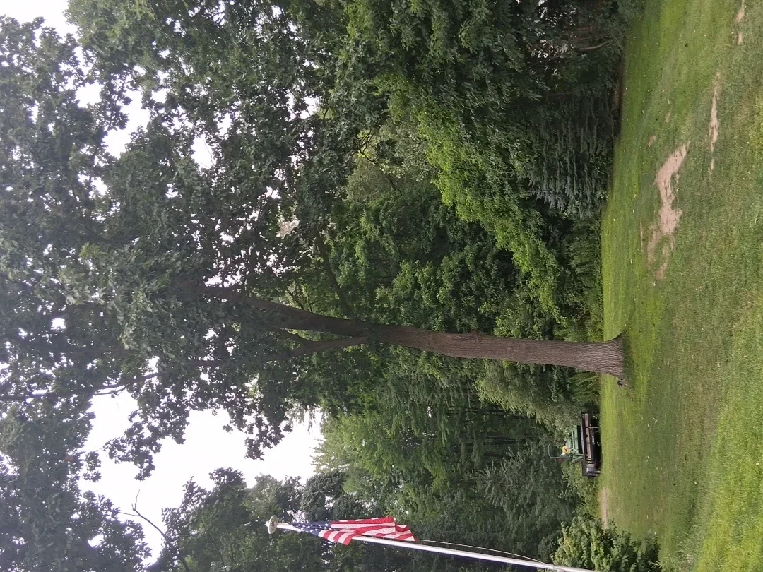Large oak tree being removed from residential property with mature canopy and established lawn